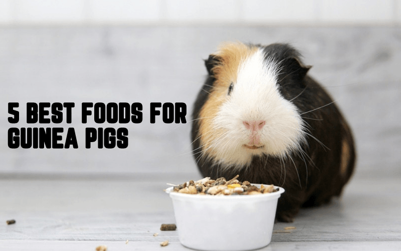 5 Best Food For Guinea Pigs