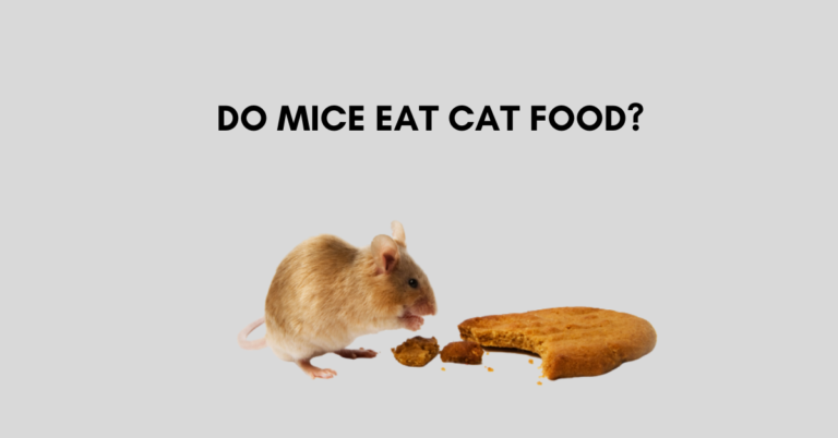 Do Mice Eat Cat Food? The Surprising Truth