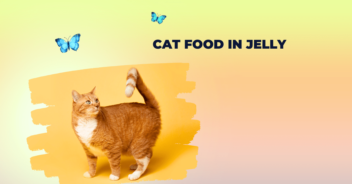 Cat food in jelly