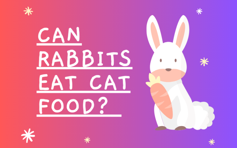 Can Rabbits Eat Cat Food? Exploring the Rabbit-Cat Food Link