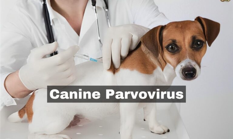 Understanding the Dangers of Canine Parvovirus ‘Parvo’
