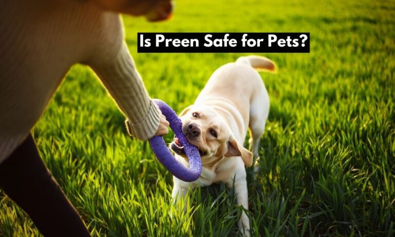 Is Preen Safe for Pets? Safety Measures You Need to Take!