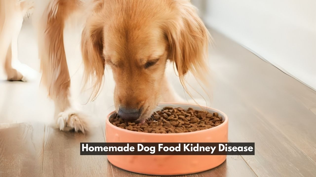Homemade Dog Food Kidney Disease