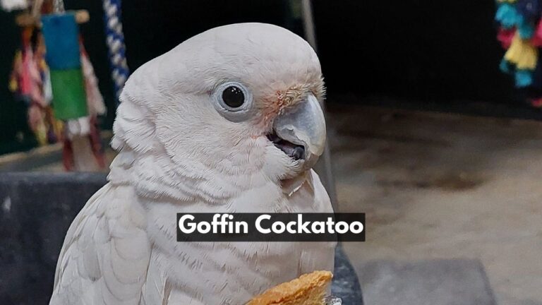 Goffin Cockatoo | List Of Type, Care, Price