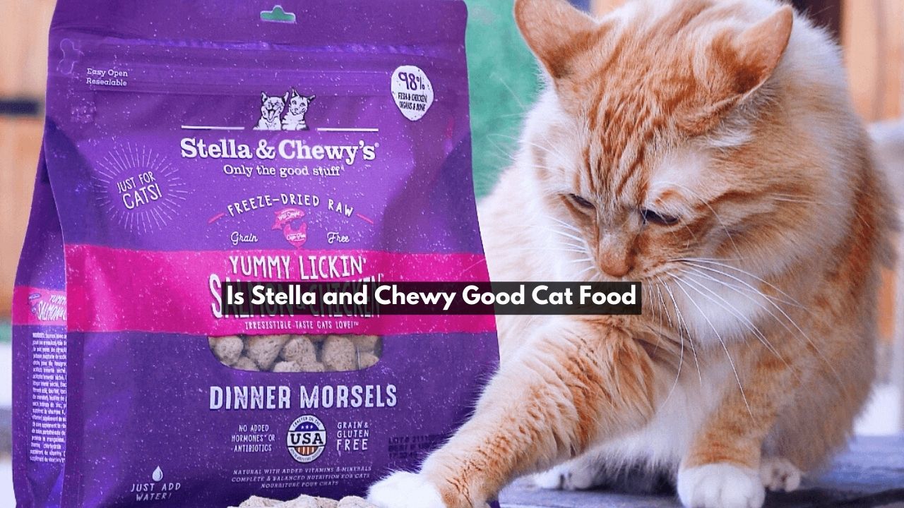 Is Stella and Chewy Good Cat Food